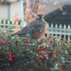 American Robin