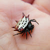 Spinybacked Orbweaver Spider