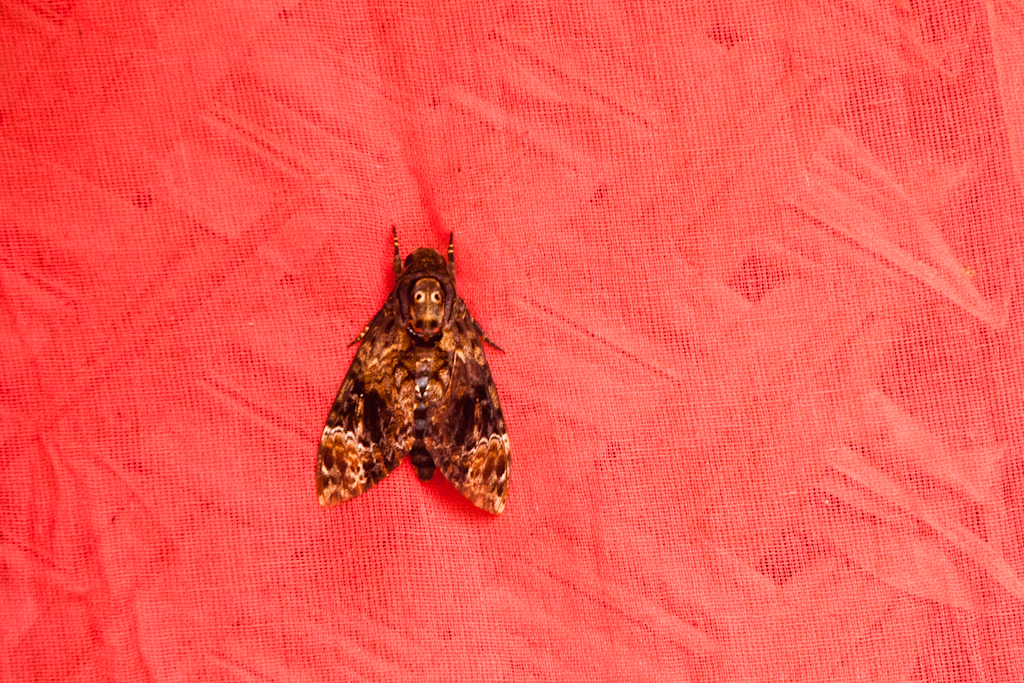 Death's head hawk-moth