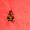 Death's head hawk-moth