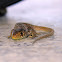 Ocellated Lizard (juvenile)