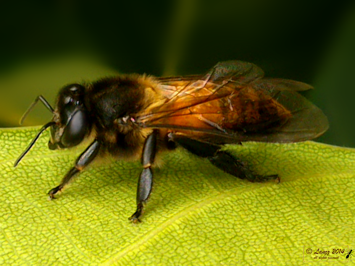 Unidentified Bee
