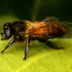 Unidentified Bee