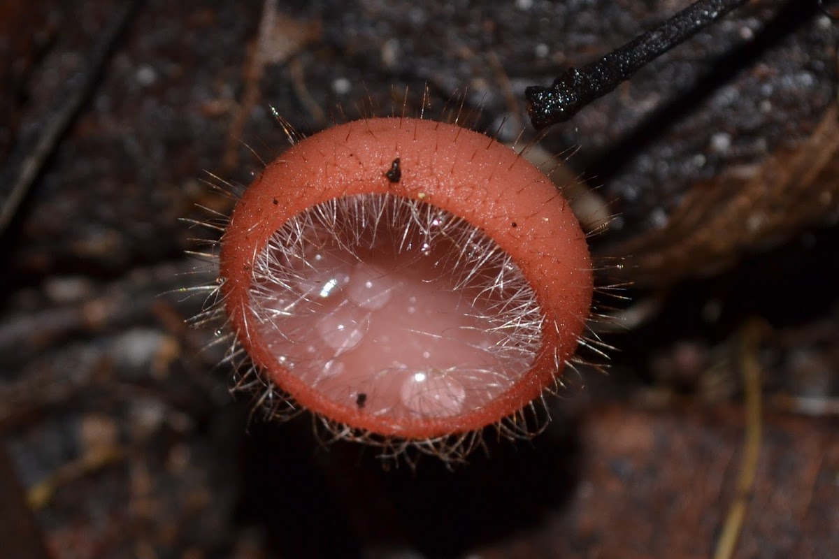 Cup fungus
