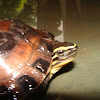 Malayan Box Turtle  Cuora amboinensis