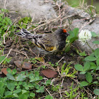 Red Fronted Serin