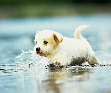 面白い子犬壁紙 Androidアプリ Applion