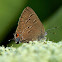 banded hairstreak butterfly