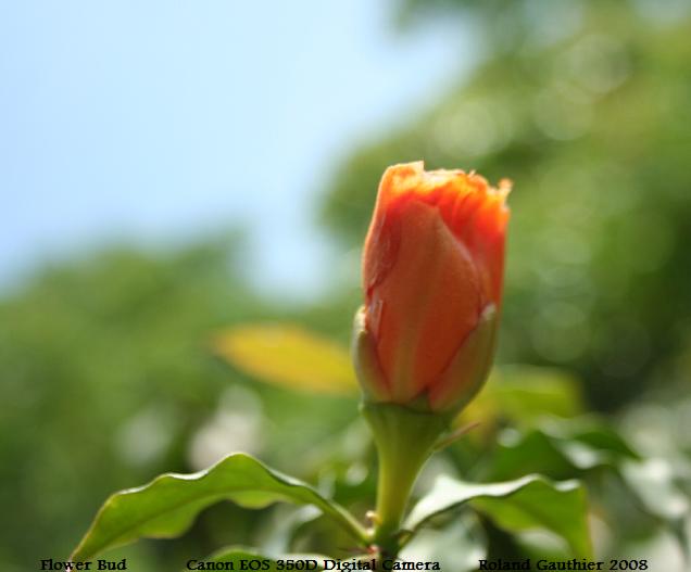 orange bud, flower