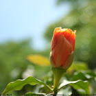 orange bud, flower