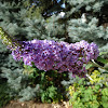 Butterfly Bush, also called summer lilac