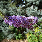 Butterfly Bush, also called summer lilac