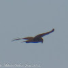 Marsh Harrier; Aguilucho Lagunero