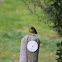 Eastern Yellow Robin