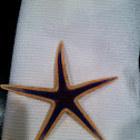 Royal Starfish