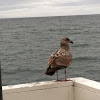 Western Gull juvenile