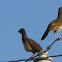 Chachalaca