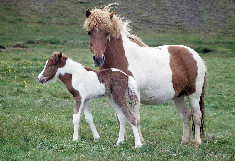 Icelandic horses.