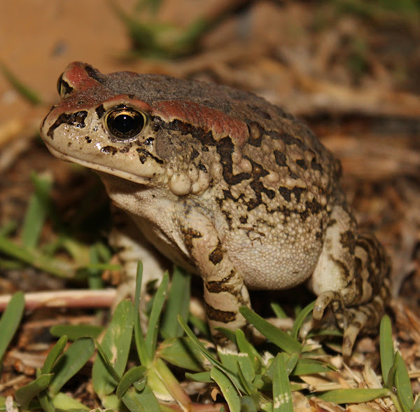 Raucous Toad | Project Noah