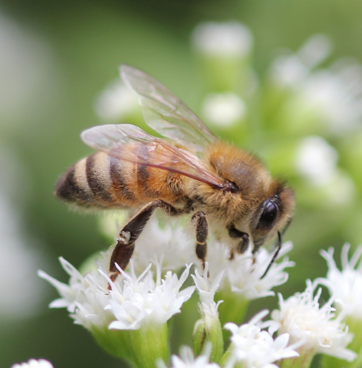 Honeybee,  wild population?