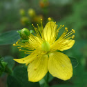 Hypericum