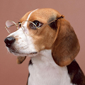 Beagles Wallpapers Apk