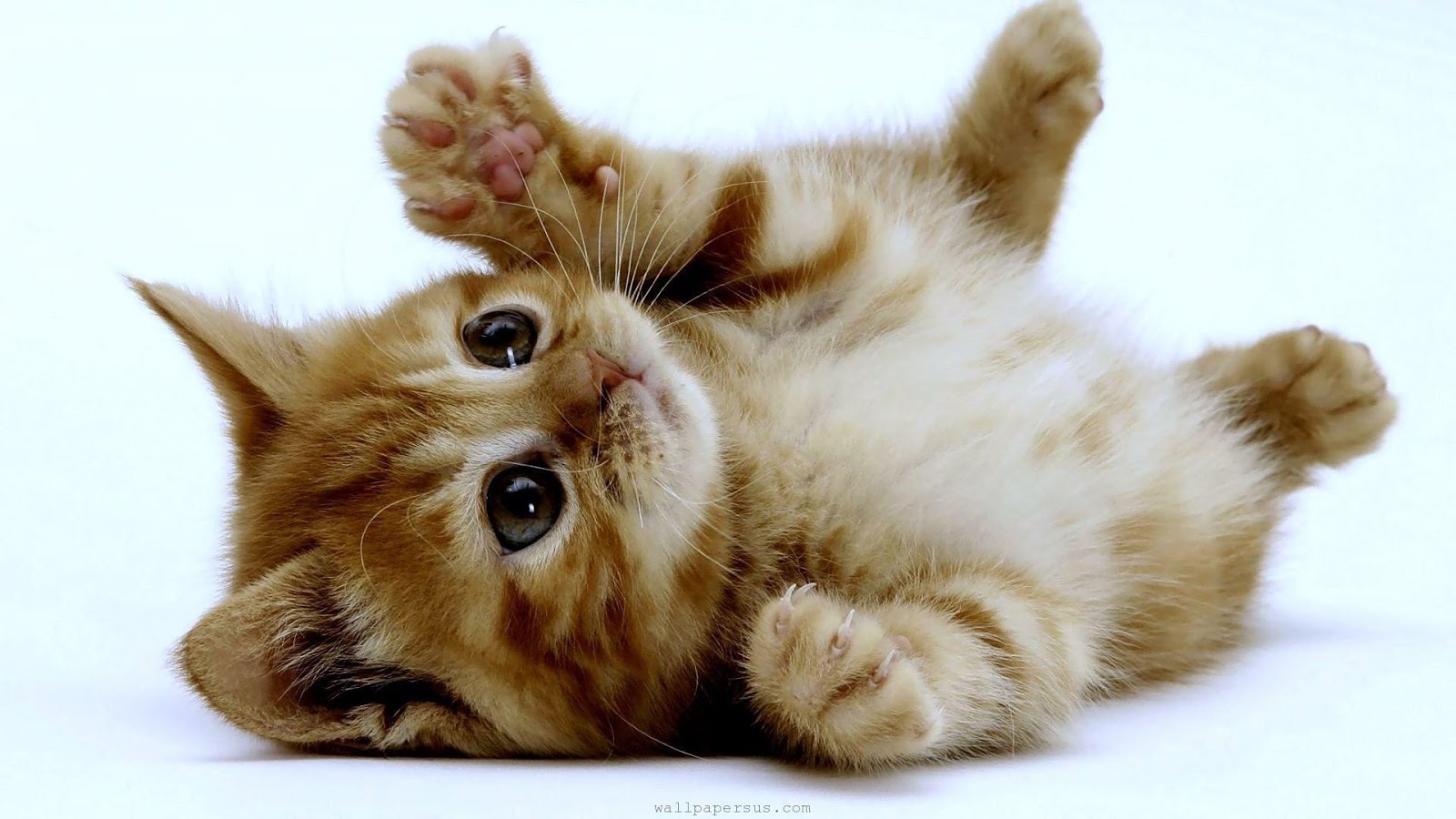 funny kitten wallpaper