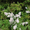 White flowering prairie plant