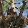 Great horned owl chick!