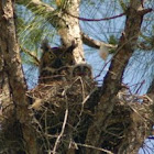 Great horned owl chick!