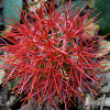 African Blood Lily