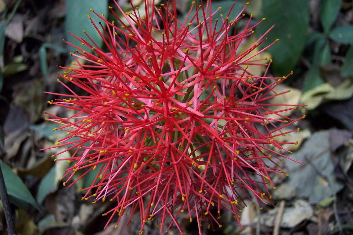 African Blood Lily