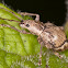 Weevil