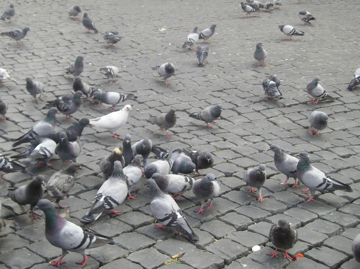 Pigeons