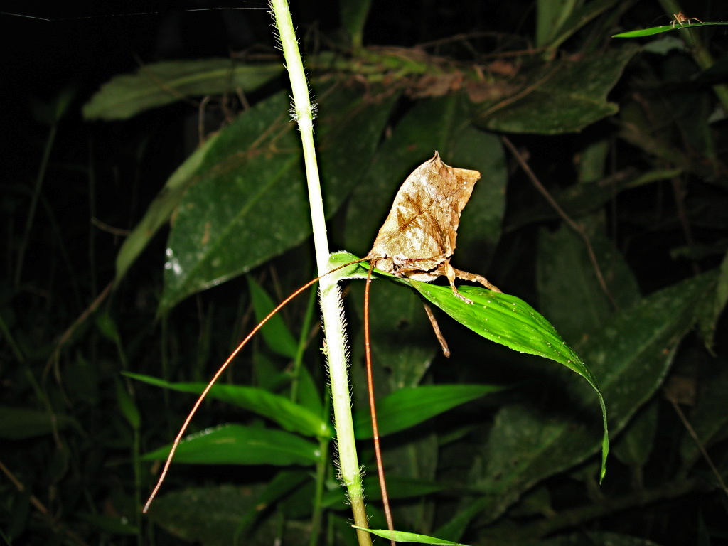 Leaf-Mimic Katydid