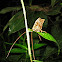 Leaf-Mimic Katydid