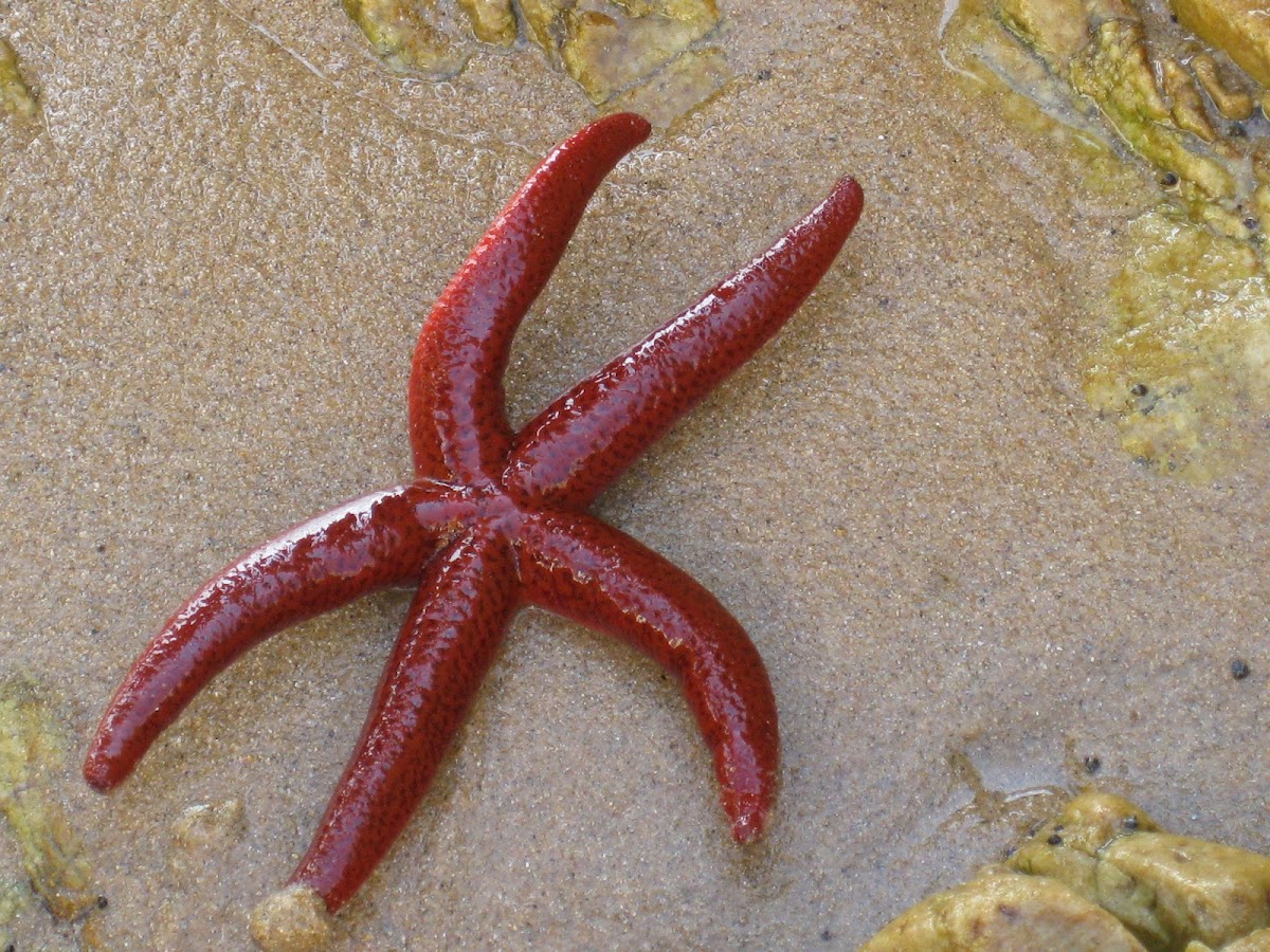 red starfish; estrella roja espinosa