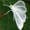 Satin white moth