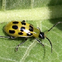 Spotted Cucumber Beetle