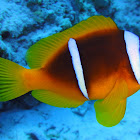 Red Sea clownfish