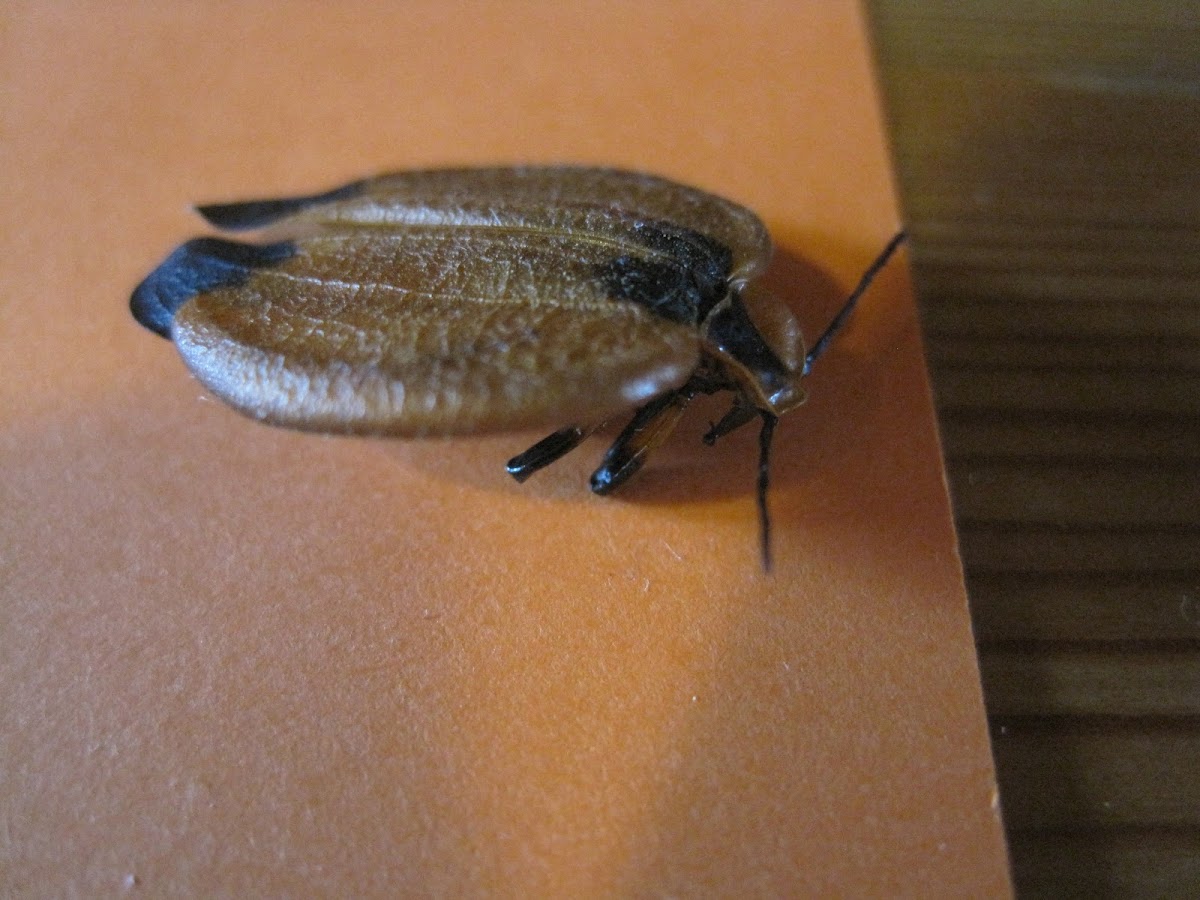 Tailed net-winged beetle