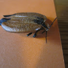 Tailed net-winged beetle