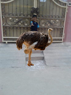 How to download Birds Camera patch FullVersion_V9 apk for laptop