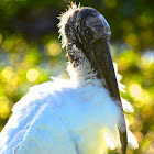 Wood Stork