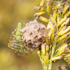 Green Lynx Spider with egg sack