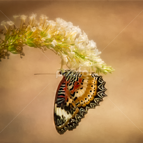 Lacewing Butterfly by Jackie Wilson - Animals Insects & Spiders
