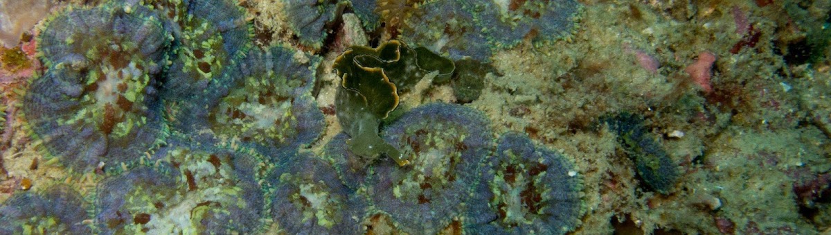 green nudi