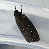Black Gelechioid Moth