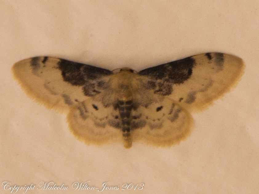 Lustrous Least Carpet Moth