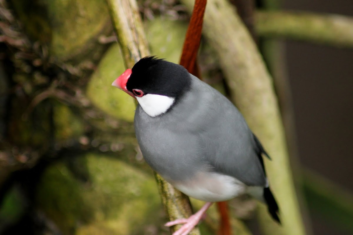 Java Sparrow